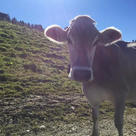 Almwirt Bramberg am Wildkogel